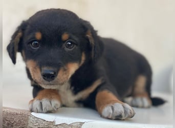 Tinos, geb. ca.10/2025, lebt in GRIECHENLAND, auf einer privaten Pflegestelle