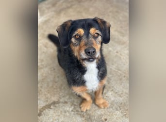 Gustavio, geb. ca. 01/2023, lebt in GRIECHENLAND, im städt. Tierheim Serres