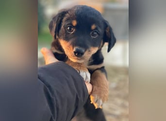 Tinos, geb. ca.10/2025, lebt in GRIECHENLAND, auf einer privaten Pflegestelle