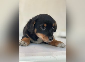 Tinos, geb. ca.10/2025, lebt in GRIECHENLAND, auf einer privaten Pflegestelle