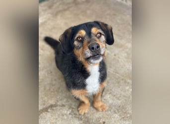 Gustavio, geb. ca. 01/2023, lebt in GRIECHENLAND, im städt. Tierheim Serres