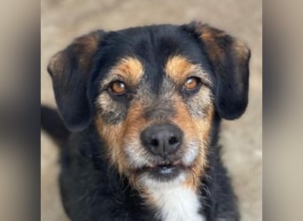 Gustavio, geb. ca. 01/2023, lebt in GRIECHENLAND, im städt. Tierheim Serres