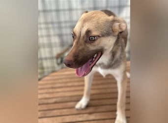 Bailey – bereit für Abenteuer und ein Zuhause