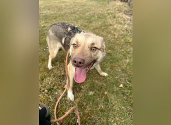 Bailey – bereit für Abenteuer und ein Zuhause