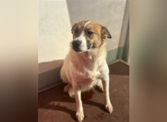 Adel – für Menschen, die lieber einen Hund richtig lieben als zwei halb“