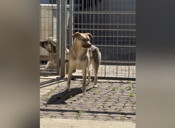 Bailey – bereit für Abenteuer und ein Zuhause