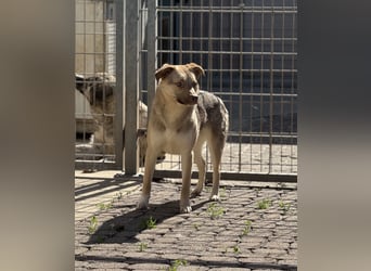 Bailey – bereit für Abenteuer und ein Zuhause