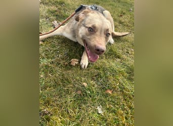 Bailey – bereit für Abenteuer und ein Zuhause