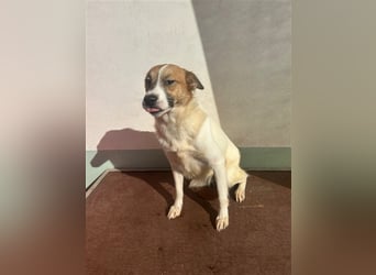 Adel – für Menschen, die lieber einen Hund richtig lieben als zwei halb“