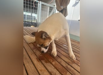 Adel – für Menschen, die lieber einen Hund richtig lieben als zwei halb“