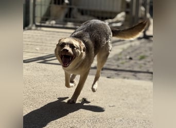 Bailey – bereit für Abenteuer und ein Zuhause