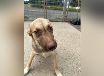 Bailey – bereit für Abenteuer und ein Zuhause