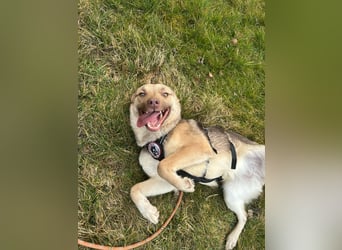 Bailey – bereit für Abenteuer und ein Zuhause