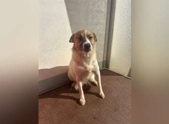 Adel – für Menschen, die lieber einen Hund richtig lieben als zwei halb“