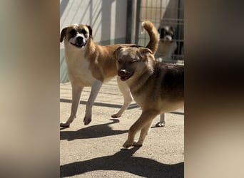 Bailey – bereit für Abenteuer und ein Zuhause