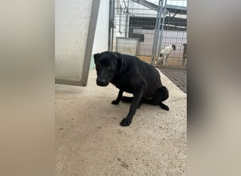 Oldstine möchte ankommen - aktiv, freundlich, sensibel
