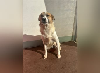 Adel – für Menschen, die lieber einen Hund richtig lieben als zwei halb“