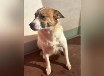 Adel – für Menschen, die lieber einen Hund richtig lieben als zwei halb“