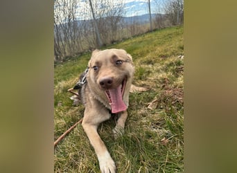 Bailey – bereit für Abenteuer und ein Zuhause