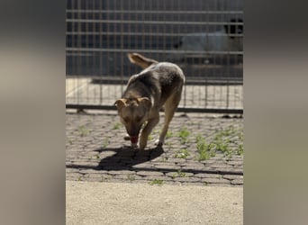 Bailey – bereit für Abenteuer und ein Zuhause