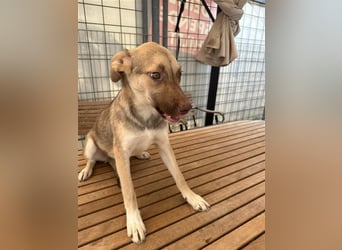 Bailey – bereit für Abenteuer und ein Zuhause