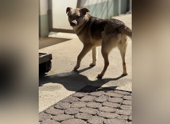 Bailey – bereit für Abenteuer und ein Zuhause