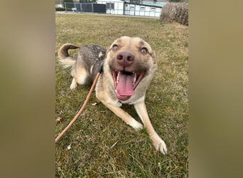 Bailey – bereit für Abenteuer und ein Zuhause