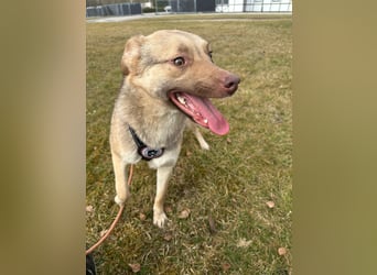 Bailey – bereit für Abenteuer und ein Zuhause