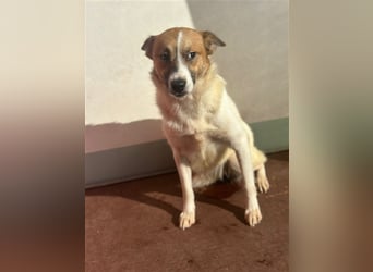 Adel – für Menschen, die lieber einen Hund richtig lieben als zwei halb“