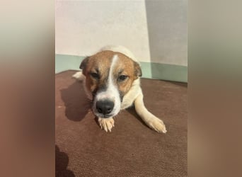 Adel – für Menschen, die lieber einen Hund richtig lieben als zwei halb“