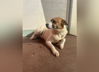 Adel – für Menschen, die lieber einen Hund richtig lieben als zwei halb“