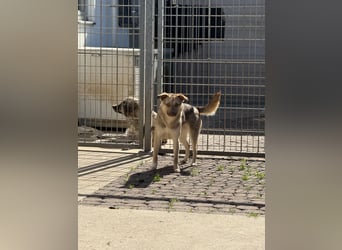 Bailey – bereit für Abenteuer und ein Zuhause