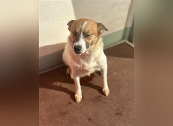 Adel – für Menschen, die lieber einen Hund richtig lieben als zwei halb“