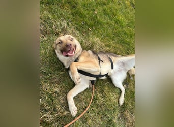 Bailey – bereit für Abenteuer und ein Zuhause