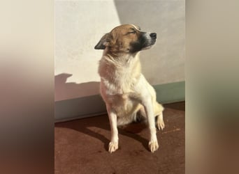 Adel – für Menschen, die lieber einen Hund richtig lieben als zwei halb“