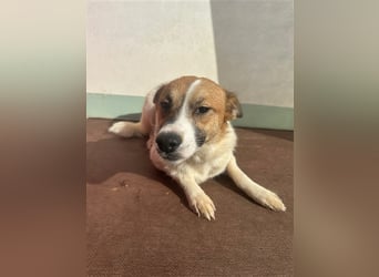 Adel – für Menschen, die lieber einen Hund richtig lieben als zwei halb“