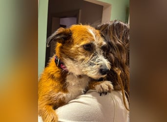 Unsichere Lizu braucht erfahrene Menschen, die ihr ein Fürimmerzuhause geben