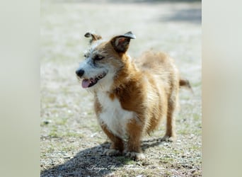 Unsichere Lizu braucht erfahrene Menschen, die ihr ein Fürimmerzuhause geben