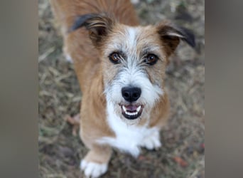 Unsichere Lizu braucht erfahrene Menschen, die ihr ein Fürimmerzuhause geben