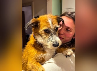 Unsichere Lizu braucht erfahrene Menschen, die ihr ein Fürimmerzuhause geben