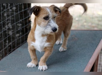 Unsichere Lizu braucht erfahrene Menschen, die ihr ein Fürimmerzuhause geben