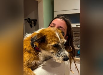 Unsichere Lizu braucht erfahrene Menschen, die ihr ein Fürimmerzuhause geben