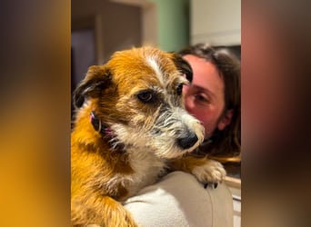 Unsichere Lizu braucht erfahrene Menschen, die ihr ein Fürimmerzuhause geben