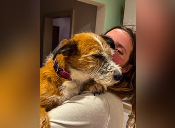 Unsichere Lizu braucht erfahrene Menschen, die ihr ein Fürimmerzuhause geben