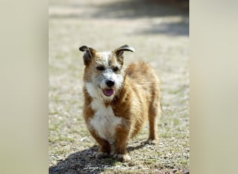 Unsichere Lizu braucht erfahrene Menschen, die ihr ein Fürimmerzuhause geben