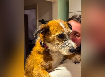 Unsichere Lizu braucht erfahrene Menschen, die ihr ein Fürimmerzuhause geben