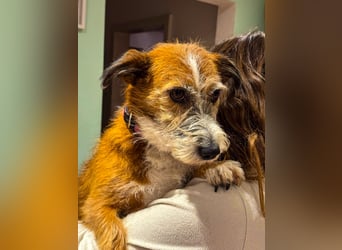 Unsichere Lizu braucht erfahrene Menschen, die ihr ein Fürimmerzuhause geben