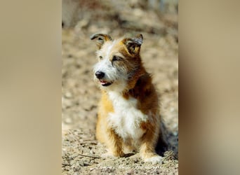 Unsichere Lizu braucht erfahrene Menschen, die ihr ein Fürimmerzuhause geben