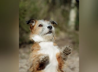 Unsichere Lizu braucht erfahrene Menschen, die ihr ein Fürimmerzuhause geben