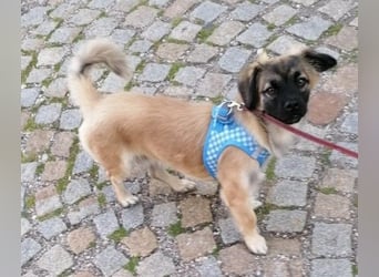 Kleiner Benny sucht neues Zuhause - sein Herrchen ist schwer krank